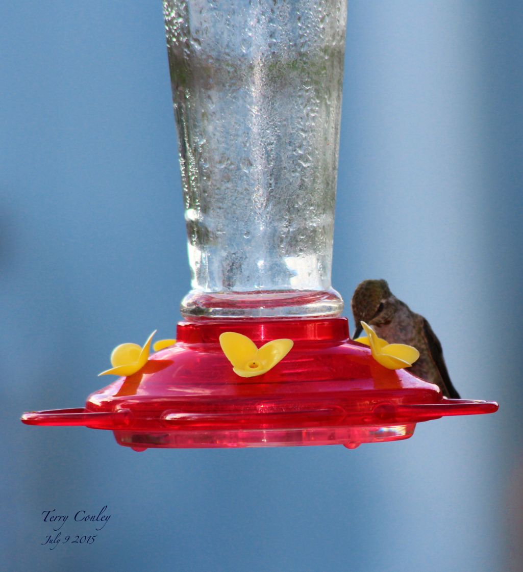 Hummingbirds from backyards and beyond